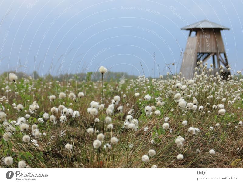 Helgiland | Frühling im Moor Tourismus Ausflug Umwelt Natur Landschaft Pflanze Schönes Wetter Gras Blüte Wildpflanze Wollgras Wollgraswiese Sumpf Aussichtsturm
