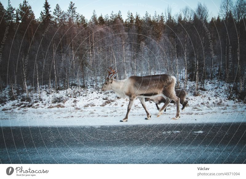 Majestätisches Rentier, Rangifer tarandus, steht in seinem natürlichen Lebensraum und blickt in die Kamera während des eisigen Winters in der Nähe von Rovaniemi, Region Lappland, Finnland. Wilde Rentiere entlang einer Route