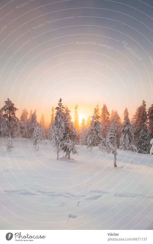 Blick auf die verschneite Landschaft der finnischen Tundra während des Sonnenaufgangs in Rovaniemi in der Region Lappland oberhalb des Polarkreises. Frostiger Morgen in unberührter Natur. Sonnenstrahlen durchqueren den Wald