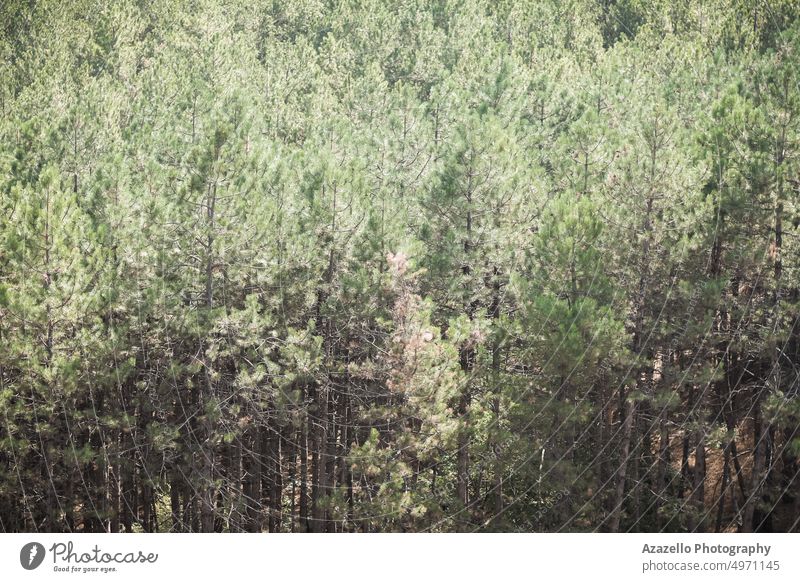 Schöner Kiefernwald abstrakt Kunst Herbst Hintergrund schön Schönheit Ast hell Ruhe Nahaufnahme Farbe Ökologie Umwelt umgebungsbedingt Immergrün Flora Blume