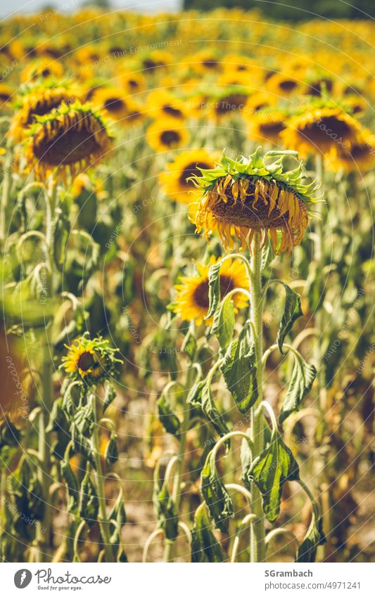 Vertrocknetes, verdörrtes Sonnenblumenfeld, durstige Sonnenblumen verblüht vertrocknet verdorrt Trockenheit Sommer Natur Umwelt Nutzpflanze Landschaft Feld gelb