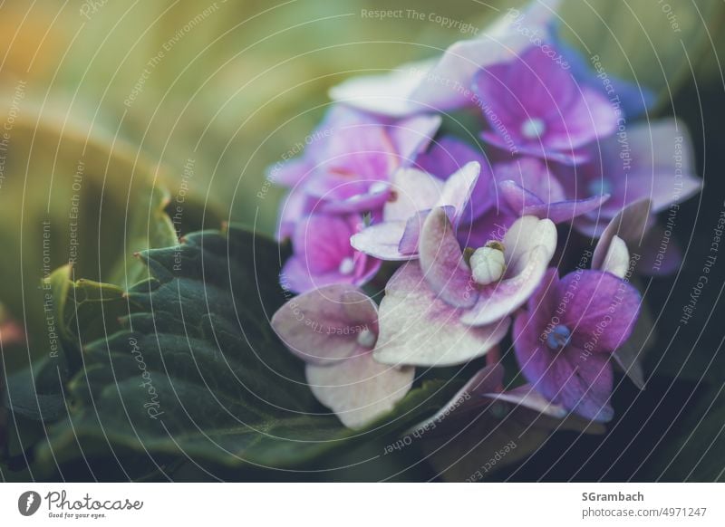 Hortensienblüte im warmen Lichtstrahl Lichtschein Hydrangea blühende Hortensie Pflanze Blüte Nahaufnahme Blühend Detailaufnahme idyllisch Garten