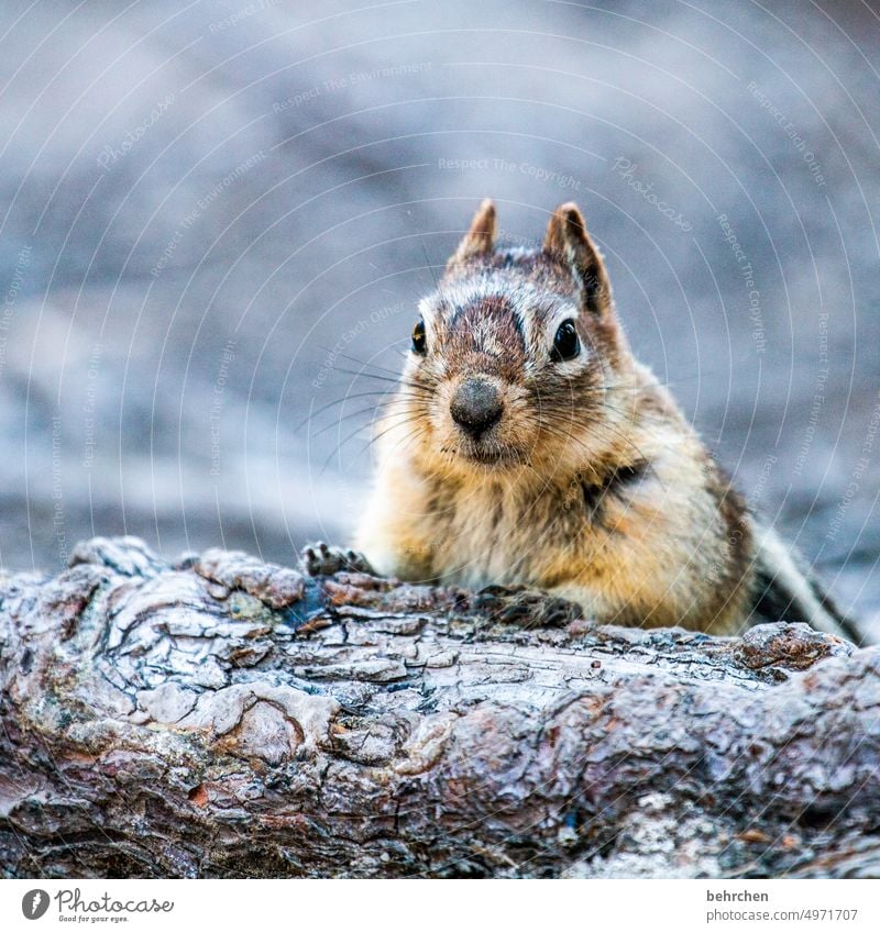 übertrieben | niedlich Nagetier Erdhörnchen Tierschutz Banff National Park Tierliebe Streifenhörnchen beobachten Kanada Farbfoto Tierporträt Nahaufnahme