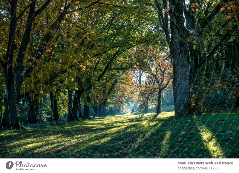 Die vom Herbst verfärbten Bäume im Historischen Park auf dem Bielefelder Johannisberg park herbst bäume landschaft bielefeld sonne wege licht schatten bunt laub