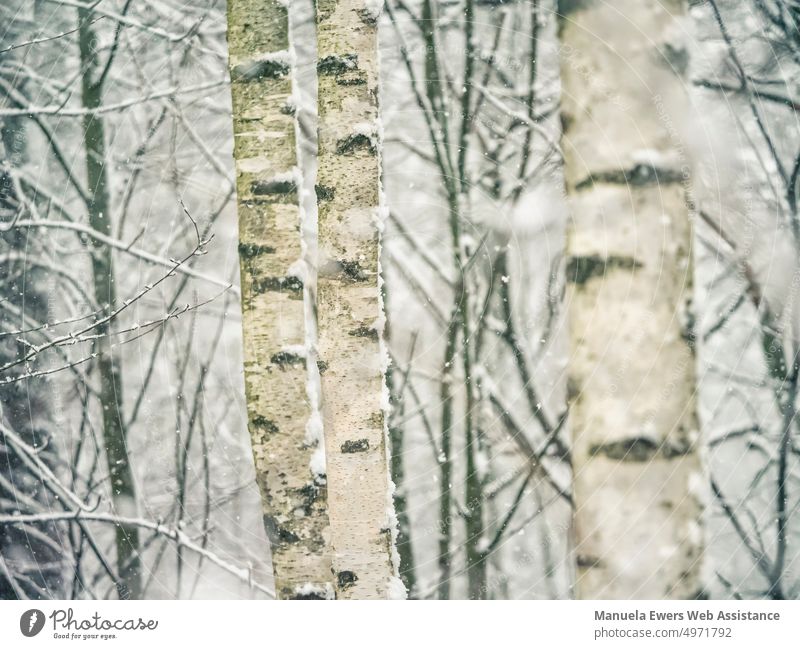 Einige schneebedeckte Birkenstämme im Teutoburger Wald winter birken baum wald winterlandschaft teutoburger wald weiß dezember januar februar schneefall