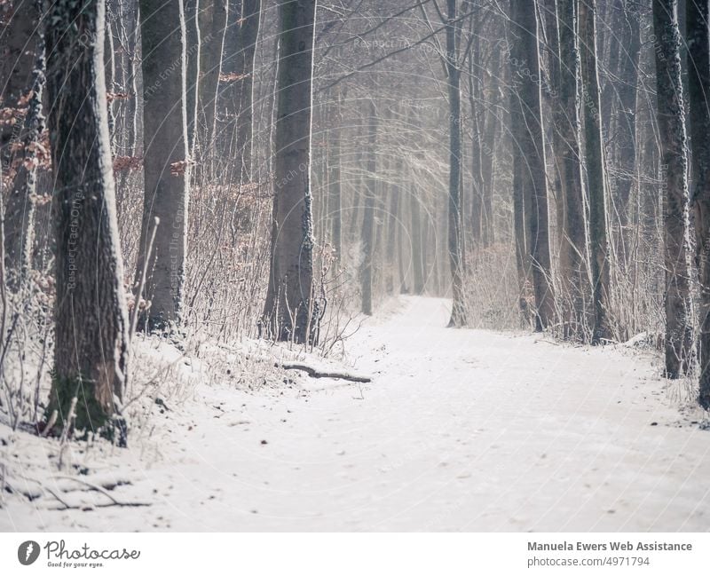 Ein schneebedeckter Wanderweg im dichten Wald winterlandschaft wald wanderweg kalt eisig baumstämme dichter wald bielefeld teutoburger wald einsam leer