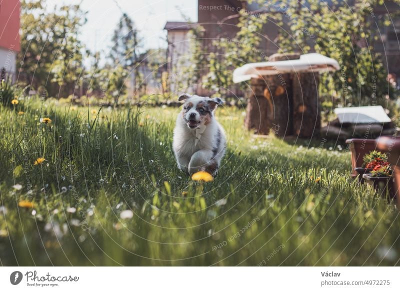 Australian Shepherd Welpe, der im Garten voller Löwenzahn und anderer Blumen herumläuft und seine Bewegungsfreiheit mit einem Lächeln im Gesicht genießt