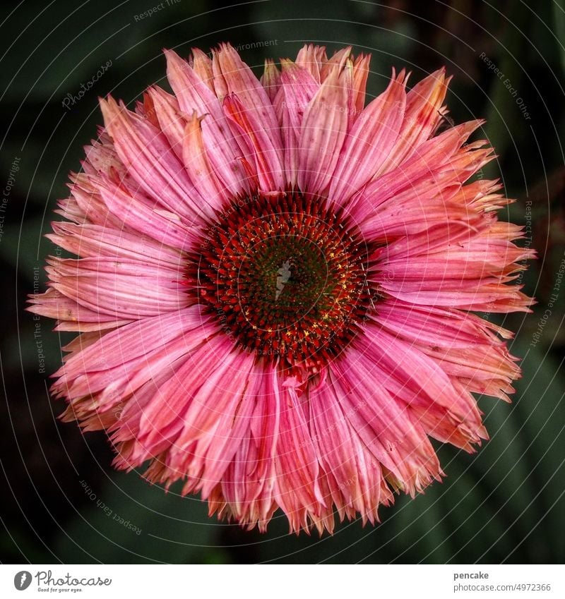 roter sonnenhut Vogelperspektive Echinacea Nahaufnahme Gesundheit Detailaufnahme Garten Sonnenhut Heilpflanze Schwache Tiefenschärfe Blume Blüte