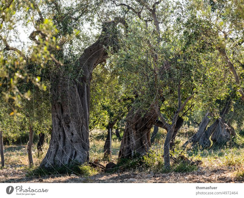 alte Ölbäume alter Baum südliche Landschaft Natur Umwelt Ölbaum Olivenbaum Sommer Olivenplantage Alter Apulien Olivenhain mediterran Nutzpflanze Olivenöl Tag
