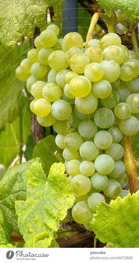 weintrauben Trauben weiss Weinrebe Weintrauben Detailaufnahme Nahaufnahme Garten frisch lecker süß Obst Rebe grün