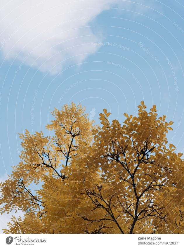 Ästhetischer Herbsthintergrund mit gelbem Baum auf blauem Himmel Ästhetik Herbstästhetik ästhetischer Fall Herbst-Hintergrund minimaler Rückgang Herbststimmung