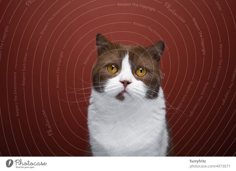 braun weiß Britisch Kurzhaar Katze Porträt auf rotem Hintergrund Haustiere katzenhaft fluffig Fell Rassekatze britische Kurzhaarkatze Ein Tier Schokolade