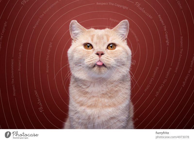 freches Ingwer-Katzenporträt mit heraushängender Zunge Haustiere katzenhaft fluffig Fell Rassekatze britische Kurzhaarkatze Ein Tier Porträt Schnurrhaar rot