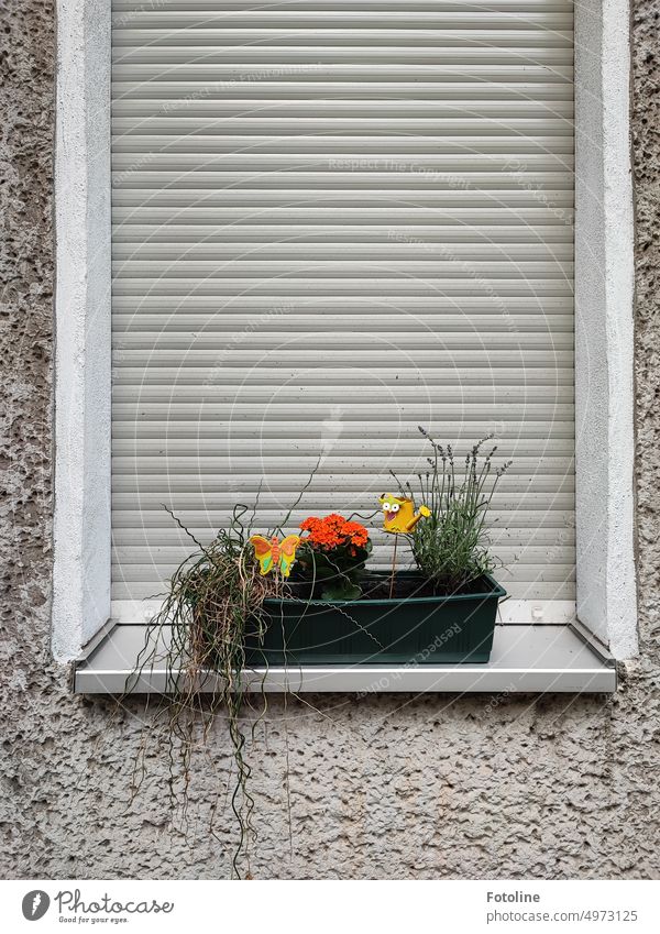 Orangefarbene Blüten und kleine bunte Dekoelemente bringen etwas Farbe in den grünen Blumenkasten, der auf einer grauen Fensterbank vor einer grauen Jalousie in einer grauen Hauswand steht.