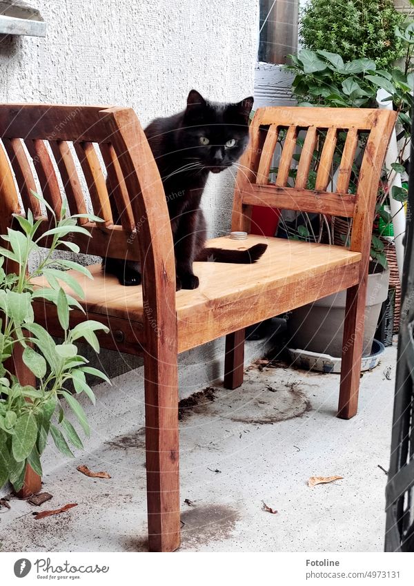 "Was guckst du denn so komisch? Mach lieber das Katzenklo sauber, koche mir ein schmackhaftes Menü und fülle klares, 10,5 Grad kühles Wasser auf!" sagt der Blick dieser schwarzen Katze auf der Holzbank auf einem Balkon einer berliner Wohnung.