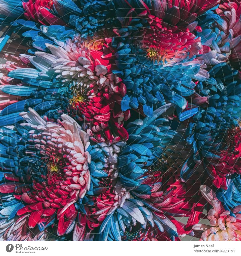 Patriotisch gefärbte Mums im Sommer Blumenmuster Gedenkstätte Amerikaner Natur Tag Hintergrund Feiertag rot national Blütenkopf Design amerika Veteranentag