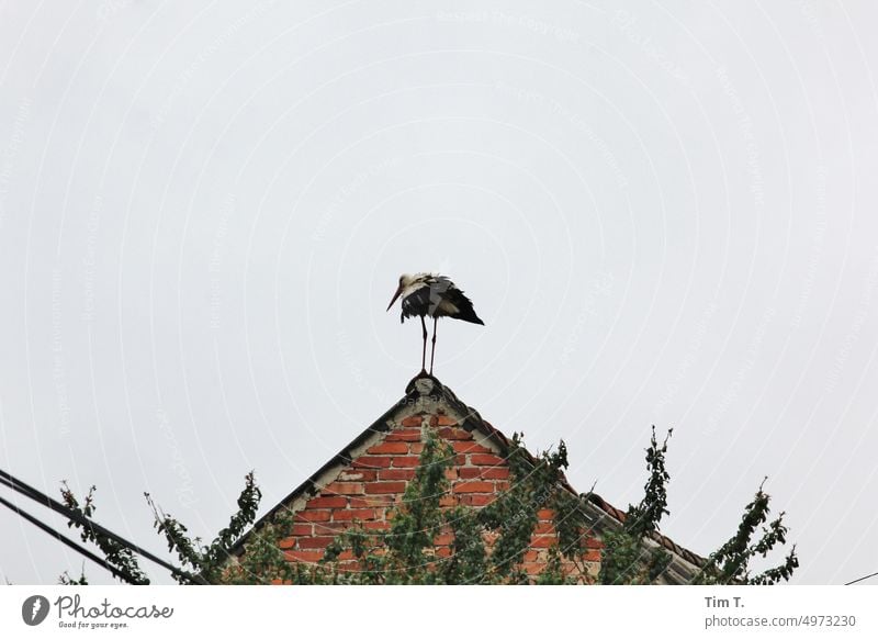 ein zerzauster Storch steht auf einem Giebel Dorf Farbfoto Vogel Tier Himmel Außenaufnahme Natur Tag Menschenleer Weißstorch Wildtier Schnabel Umwelt