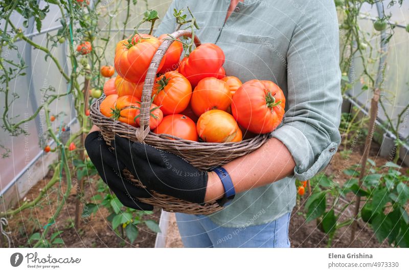 Bäuerin mit Korb, die frische, reife Bio-Tomaten pflückt. Tomate wächst im Gewächshaus. Landwirt Ernte Frau Gemüse Bauernhof rot organisch Gesundheit Natur