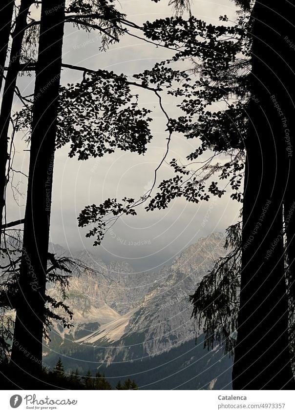 Alpenlandschaft, im Vordergrund Silhouetten der Bäume, Nebel legt sich über Gipfel Berge u. Gebirge Landschaft Himmel Außenaufnahme Tag Umwelt Wolken Natur Grau