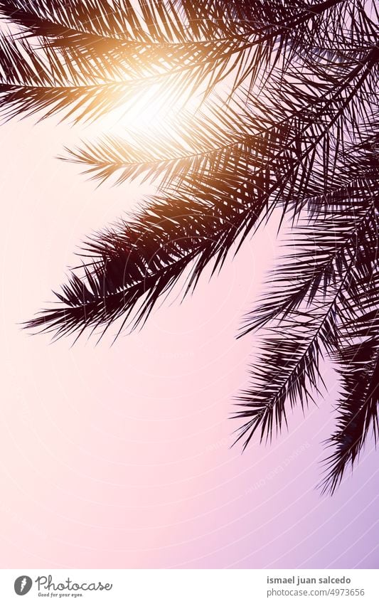 Palmenblätter und schöner Sonnenuntergang Hintergrund Handfläche Baum Niederlassungen Pflanze Blätter Blatt grün Natur tropisch tropisches Klima Sommer