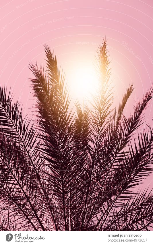 Palmenblätter und Sonnenuntergang Hintergrund, tropisches Klima Handfläche Baum Niederlassungen Pflanze Blätter Blatt grün Natur Sommer Sommerzeit texturiert