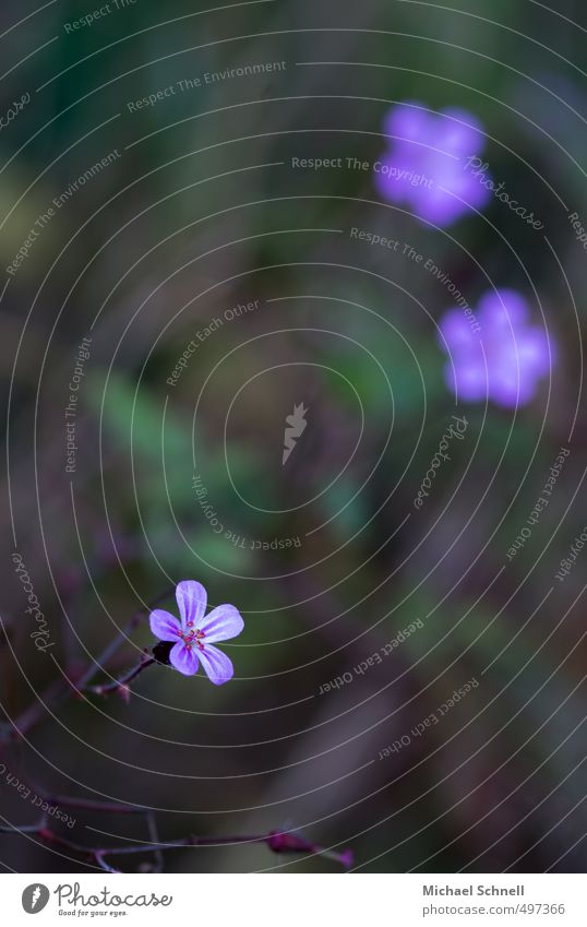 Zartes Natur Pflanze Sommer Blume Storchschnabelgewächse Wegrand schön violett zart Farbfoto Außenaufnahme Menschenleer Textfreiraum oben Abend