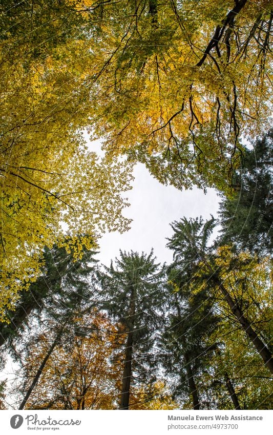 Blick nach oben zu den bunten Baumwipfeln im Herbst wald herbst mischwald himmel blick nach oben baumkronen baumkreis lichtung