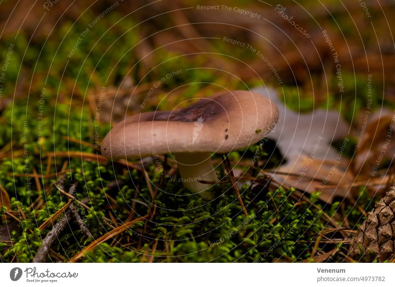 Nicht essbarer Pilz im Herbst im Wald Pilze Natur Boden Lebende Organismen Vielzeller stehen Mykologie Eukaryotisch Eukaryota Amorphea Opisthokonta Nucletmycea