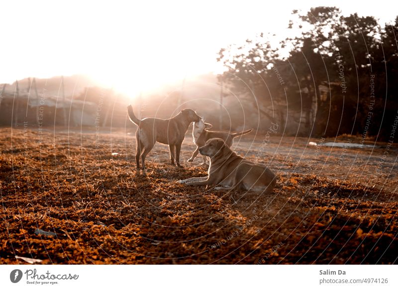 Eine Hundefamilie, vereint unter einem wunderschönen Sonnenuntergang. Hündchen Ästhetik Sonnenuntergangshimmel Sonnenuntergangslandschaft Hintergrund Landschaft