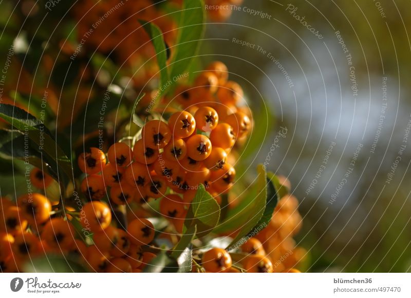 Herbst in orange Natur Pflanze Sträucher Sanddorn Sanddornblatt glänzend leuchten frisch klein natürlich saftig sauer stachelig Beeren Blatt Zweige u. Äste