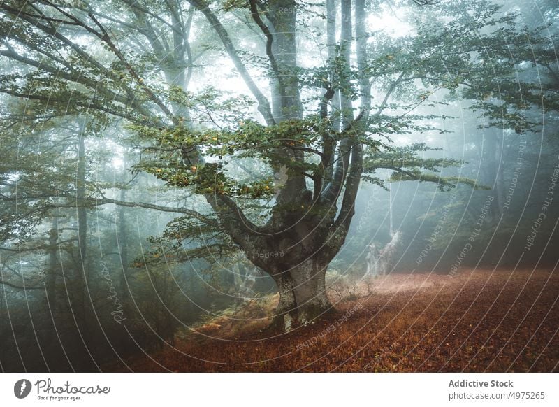 Neblige Jugatxi-Buche in Alava Spanien Nebel Wald Natur Weg grün Umwelt Landschaft Sonne Baum Saison Park Straße malerisch Blatt Licht Wälder Laubwerk Herbst