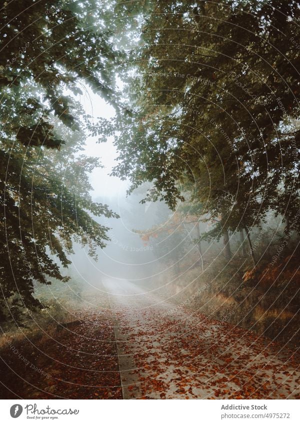 Pfad in der nebligen Jugatxi-Buche in Alava Spanien Nebel Wald Natur Weg grün Umwelt Landschaft Sonne Baum Saison Park Straße malerisch Blatt Licht Wälder