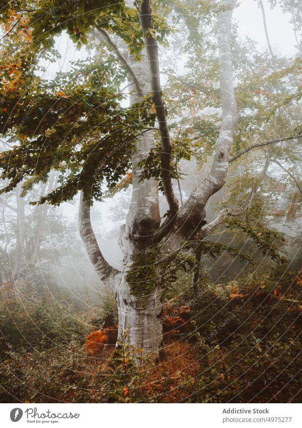 Neblige Jugatxi-Buche in Alava Spanien Nebel Wald Natur Weg grün Umwelt Landschaft Sonne Baum Saison Park Straße malerisch Blatt Licht Wälder Laubwerk Herbst