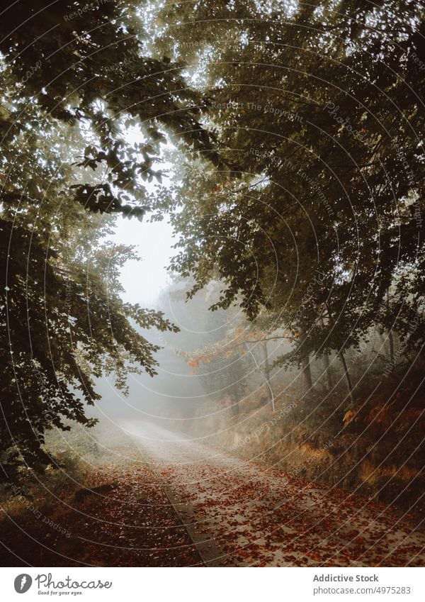 Pfad in der nebligen Jugatxi-Buche in Alava Spanien Nebel Wald Natur Weg grün Umwelt Landschaft Sonne Baum Saison Park Straße malerisch Blatt Licht Wälder
