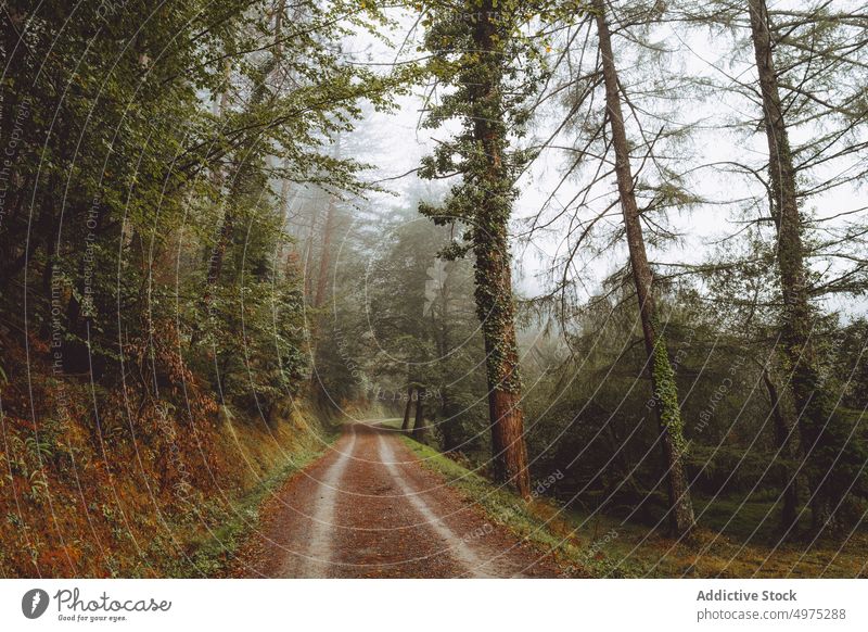 Weg in der nebligen Otzarreta in Gorbea, Bizkaia, Spanien Nebel Wald Natur grün Umwelt Landschaft Sonne Baum Saison Park Straße malerisch Blatt Licht Wälder