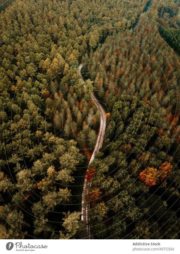 Drohnenansicht einer Straße im Wald von Otzarreta in Gorbea, Bizkaia Nebel Natur Weg grün Umwelt Landschaft Sonne Baum Saison Park malerisch Blatt Licht Wälder