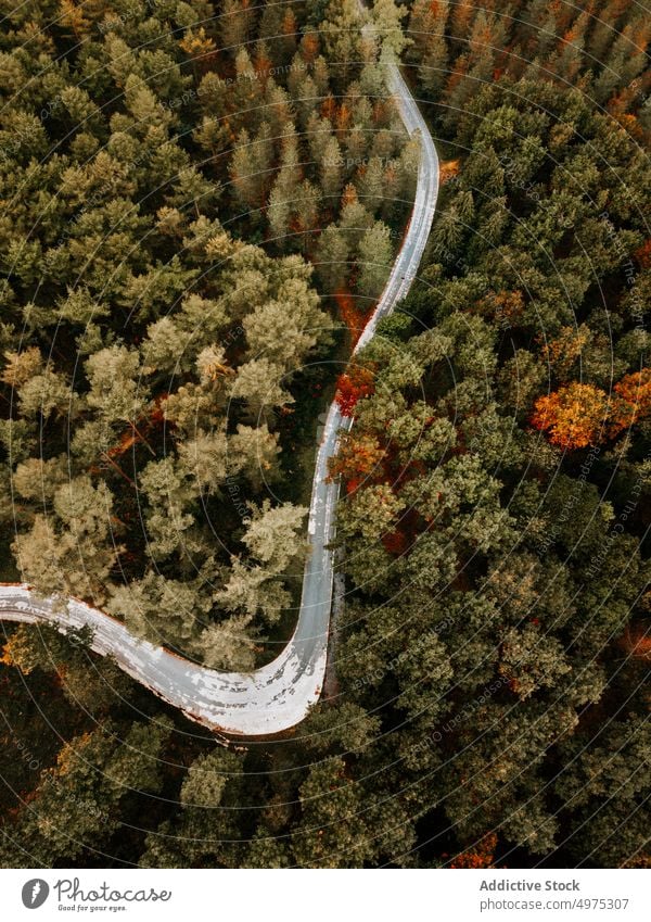 Drohnenansicht einer Straße im Wald von Otzarreta in Gorbea, Bizkaia Nebel Natur Weg grün Umwelt Landschaft Sonne Baum Saison Park malerisch Blatt Licht Wälder