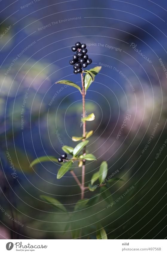 Blackberry Umwelt Natur Pflanze Sträucher Liguster blau grün Farbfoto Außenaufnahme Detailaufnahme Textfreiraum oben Tag Schwache Tiefenschärfe