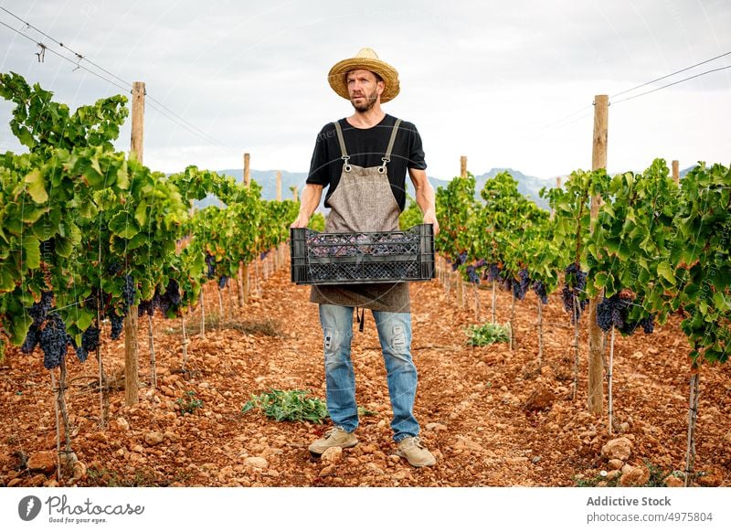 Landwirt hält Kiste mit frischen Weintrauben Mann Traube Ernte Erwachsener Weinberg Kasten reif führen Ackerbau ländlich männlich Frucht Scheren Werkzeug