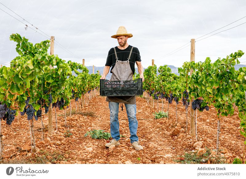 Landwirt hält Kiste mit frischen Weintrauben Mann Traube Ernte Erwachsener Weinberg Kasten reif führen Ackerbau ländlich männlich Frucht Scheren Werkzeug
