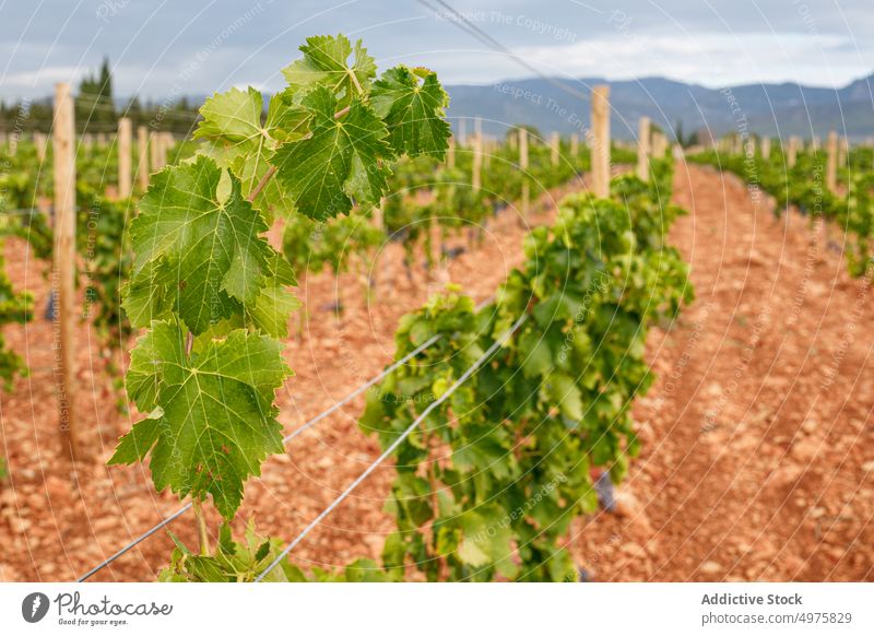 Reben mit Trauben auf dem Bauernhof Wein Weinberg Wachstum reif frisch Ackerbau Herbst Natur ländlich Ernte wolkig bedeckt Landschaft organisch Pflanze