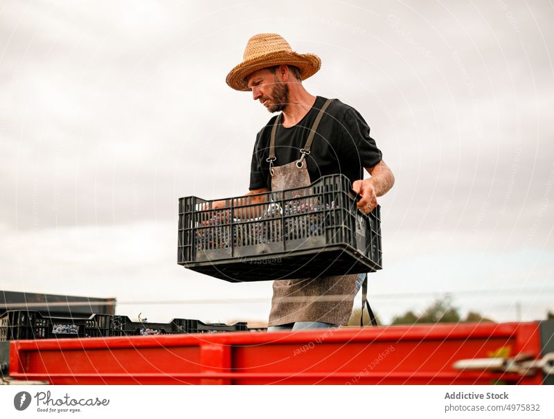 Männlicher Landwirt beim Beladen eines Lastwagens mit Weintrauben Mann Traube Weinberg Kasten reif Ackerbau ländlich männlich Frucht Ernte Weinbau natürlich