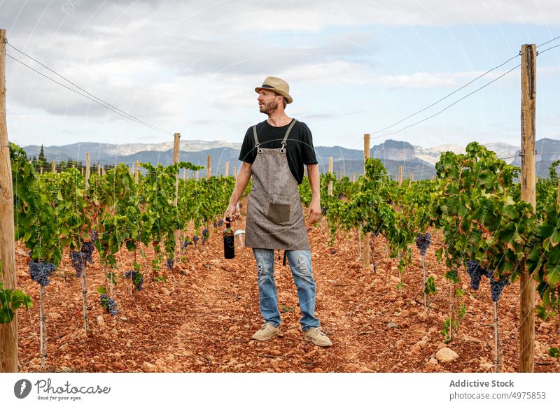 Erwachsener Landwirt, der an einem bewölkten Tag mit einer Weinflasche die Rebstöcke kontrolliert Mann Traube Ernte Weinberg reif Ackerbau ländlich organisch
