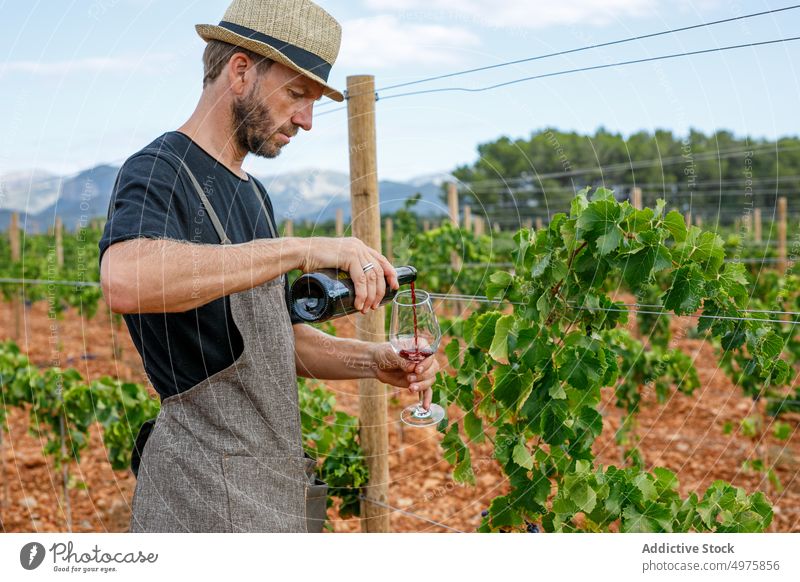 Erwachsener Landwirt, der an einem bewölkten Tag mit einer im Glas servierten Weinflasche die Reben inspiziert Mann Traube Ernte Weinberg reif Ackerbau ländlich