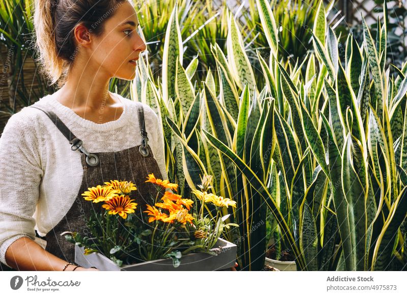 Gärtnerin hält Tablett mit Margarita-Blumen im Gewächshaus Frau Pflanze wachsen Arbeit Garten kultivieren Orangerie Arbeitsplatz Kleinunternehmen jung ernst
