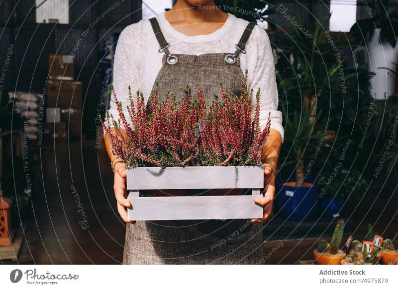 Gärtnerin hält Tablett mit Heidekrautblüten Frau Gewächshaus Blume Pflanze wachsen Arbeit Garten kultivieren Orangerie Arbeitsplatz Kleinunternehmen Beruf