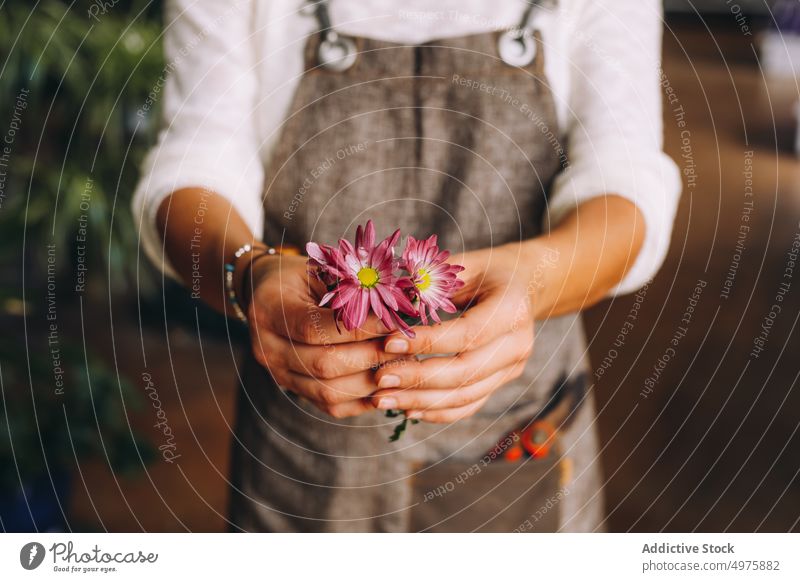 Junge Frau steht in Orangerie mit Blume riechen Gewächshaus Gänseblümchen Garten genießen Pflanze Margarita wachsen Arbeit kultivieren jung Beruf Besitzer