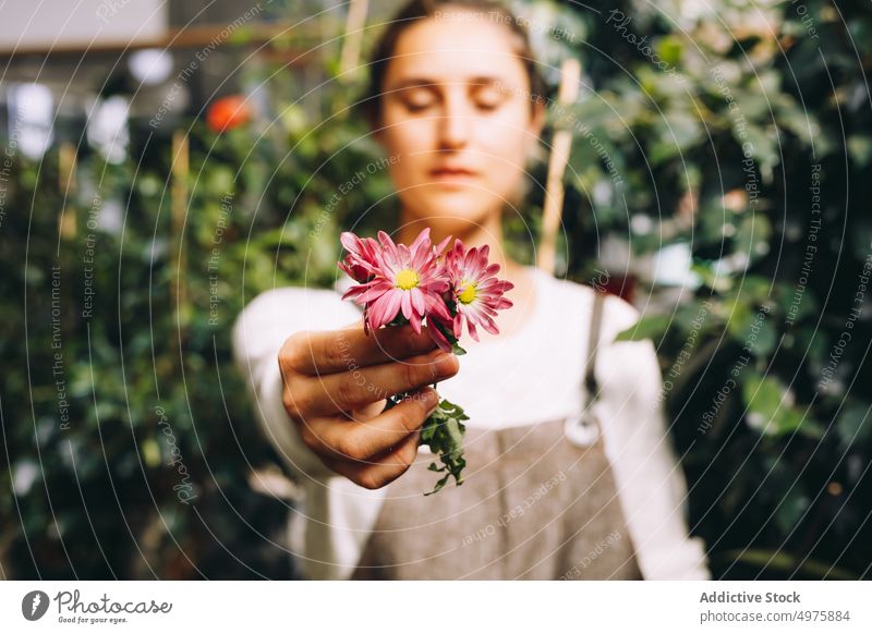 Junge Frau steht in Orangerie mit Blume riechen Gewächshaus Gänseblümchen Garten genießen Pflanze Margarita wachsen Arbeit kultivieren jung Beruf Besitzer