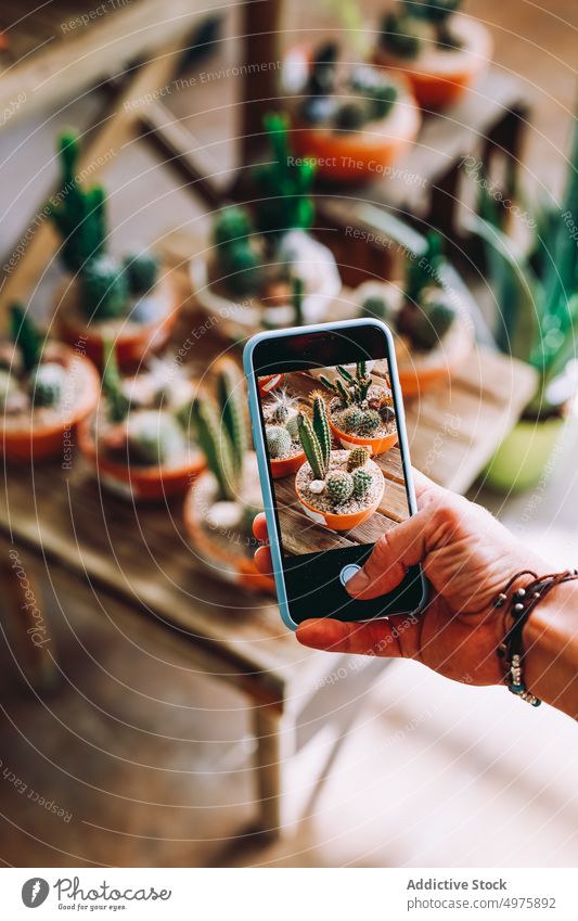 Gärtner fotografiert Kakteen Kaktus Gewächshaus fotografieren Smartphone Topf Hobby schießen Pflanze Botanik Wachstum Vegetation Gartenbau Zimmerpflanze Pflege
