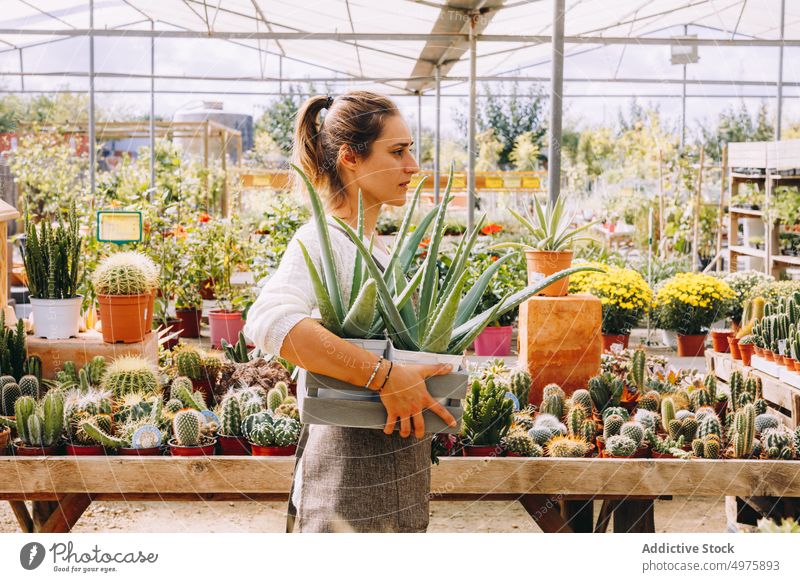Junge Frau mit sukkulenten Pflanzen im Gewächshaus Blume Sukkulente Kaktus wachsen Arbeit Garten kultivieren Tablett Arbeitsplatz Orangerie Kleinunternehmen